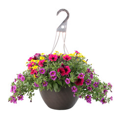 MIXED ANNUALS OUTDOOR HANGING BASKET In Waterford Michigan Jacobsen's Flowers