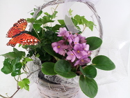 Butterfly and Blooms Basket In Waterford Michigan Jacobsen's Flowers