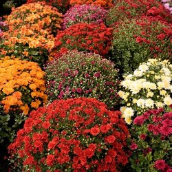 Fall Mum Plants In Waterford Michigan Jacobsen's Flowers