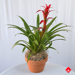 Tropical Bromiliad Plants