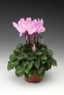 Pink Cyclamen