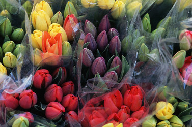 Tulip TIme! 