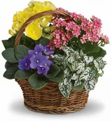 Blooming Garden Basket - flowering plants will vary* In Waterford Michigan Jacobsen's Flowers