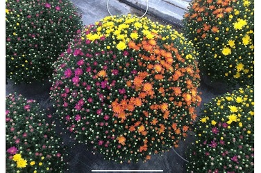 LARGE BEAUTIFUL OUTDOOR HARDY MUM PLANTS In Waterford Michigan Jacobsen's Flowers