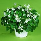 Shamrock 