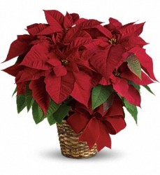 Poinsettia Basket In Waterford Michigan Jacobsen's Flowers