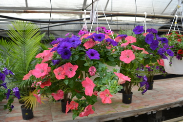 Hanging Outdoor Annuals