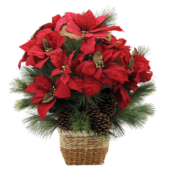 Natural Poinsettia In Waterford Michigan Jacobsen's Flowers