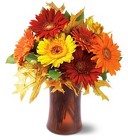 2 Dozen Stimulus Rose Bouquet - "Best Buy"
