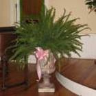 Altar Plants