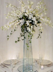 Orchid Splendor