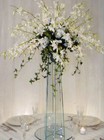 Orchid Splendor
