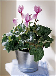 FTD Pink Cyclamen Plant