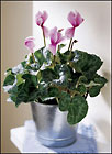 FTD Pink Cyclamen Plant