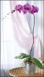FTD Phalaenopsis Lavender Orchid