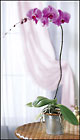 FTD Phalaenopsis Lavender Orchid