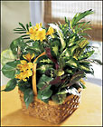 FTD A Bit Of Sunshine Basket
