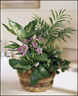 FTD French Garden