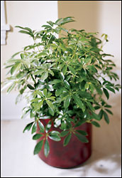 FTD Schefflera Arboricola