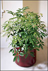 FTD Schefflera Arboricola