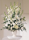  Morning Stars Arrangement