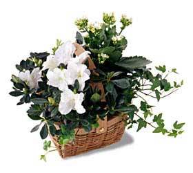 White Assortment Basket In Waterford Michigan Jacobsen's Flowers