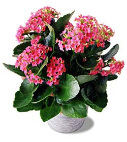  Pink Kalanchoe In Waterford Michigan Jacobsen's Flowers