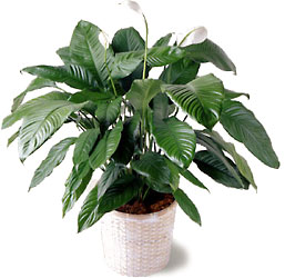 FTD Spathiphyllum