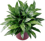 Chinese Evergreen In Waterford Michigan Jacobsen's Flowers