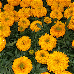 Marigolds
