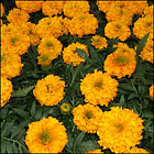 Marigolds