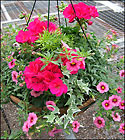 Geranium Hanging Basket