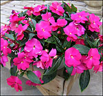 Impatiens