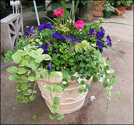 Beautiful Patio Pots