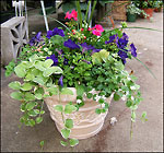 Beautiful Patio Pots