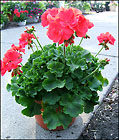 Geranium Patio Pot
