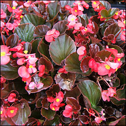 Begonia