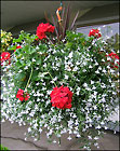 Geraniums and Bacopa