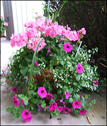Pot of Annuals