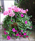 Pot of Annuals