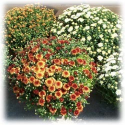 Fall Mum Plant 