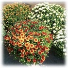 /images/hardy_mumslg.jpg Fall Mum Plant