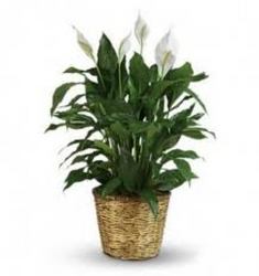  Beautiful Peace Lily Plants In Waterford Michigan Jacobsen's Flowers