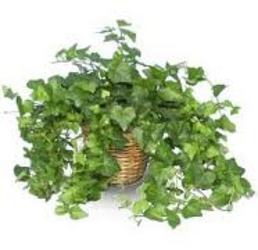 Ivy Basket 