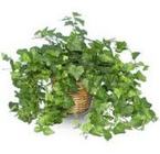 Ivy Basket In Waterford Michigan Jacobsen's Flowers