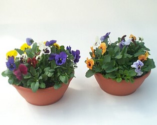 Pansy Colorbowls       ARRIVES  4-21 In Waterford Michigan Jacobsen's Flowers