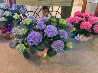 Deluxe Hydrangea Plants In Waterford Michigan Jacobsen's Flowers