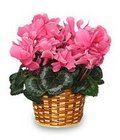 /images/pink_cyclamanlg.jpg Beautiful Cyclamen