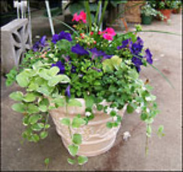 Patio Planters In Waterford Michigan Jacobsen's Flowers
