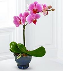Beautiful Orchid Plants